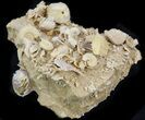 Exquisite Miniature Ammonite Fossil Cluster - France #31591-3